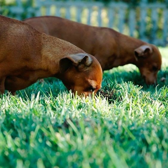 สุนัขกินหญ้า
