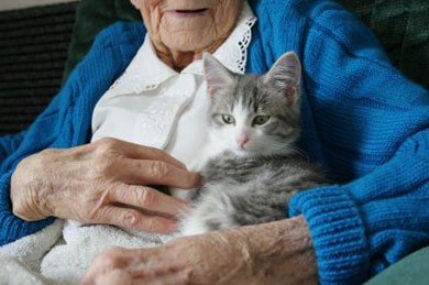 สายพันธุ์แมวสำหรับผู้สูงอายุ