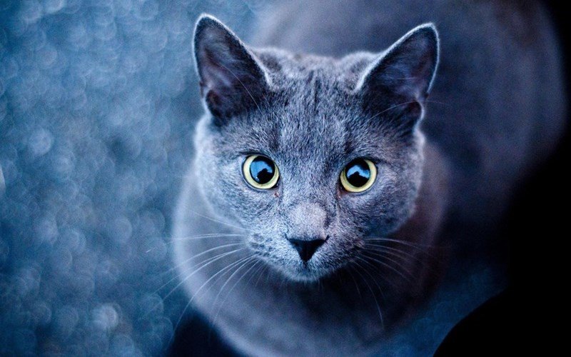 แมวพันธุ์รัสเซียบลู (Russian Blue)