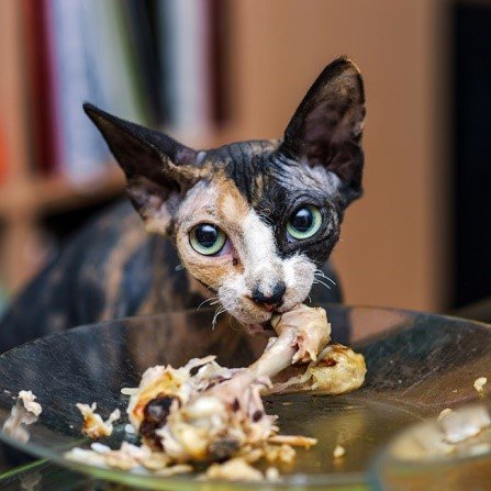 อาหารที่เป็นอันตรายสำหรับแมว