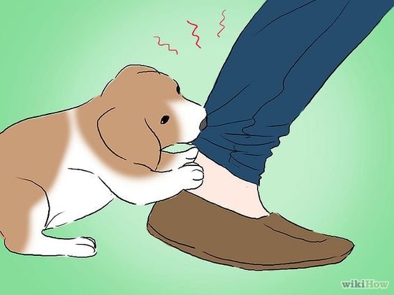 หยุดลูกสุนัขไม่ให้กัดขากางเกง