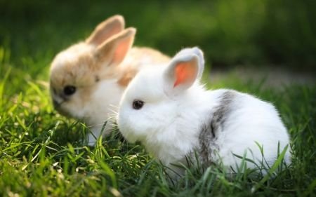 กระต่ายกับผักเป็นพิษ