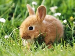 กระต่ายกับผักเป็นพิษ