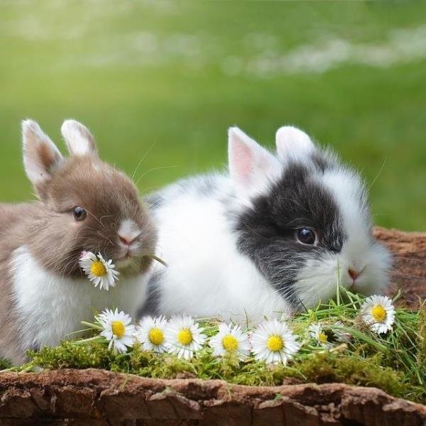 กระต่ายตัวผู้หรือตัวเมีย