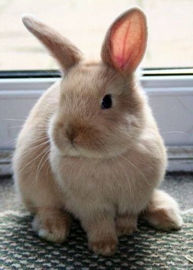 กระต่ายมีหมัด