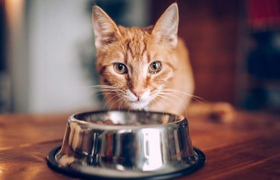 แมวกินอาหารโดยไม่ยอมเคี้ยว
