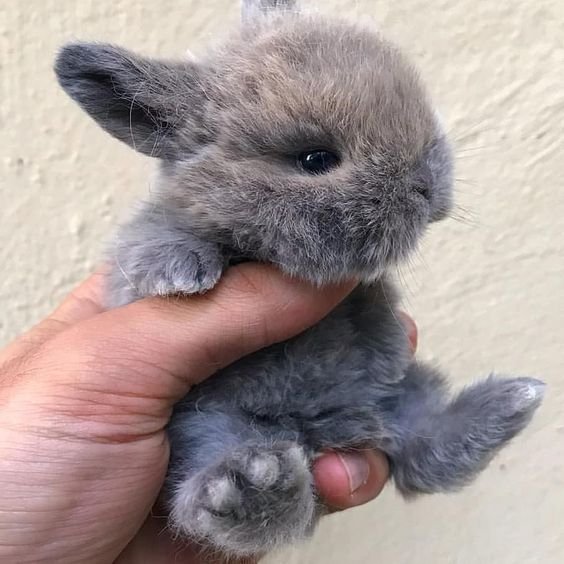 กระต่ายฉี่ใส่