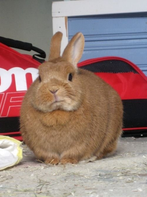 กระต่ายอ้วน