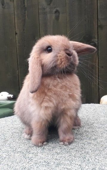 กระต่ายหูตก