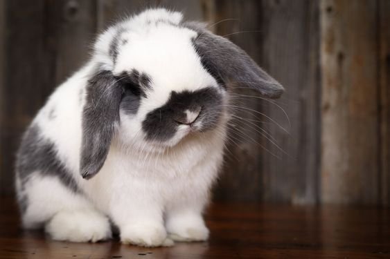 กระต่ายหูตก