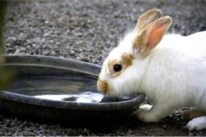 กระต่ายดื่มน้ำ