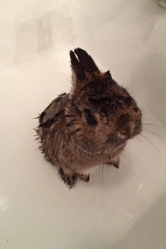 อาบน้ำกระต่าย