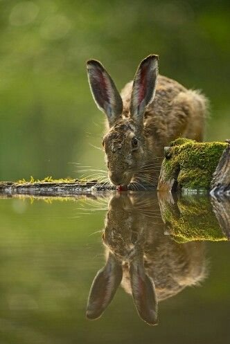 กระต่ายดื่มน้ำมากขึ้น