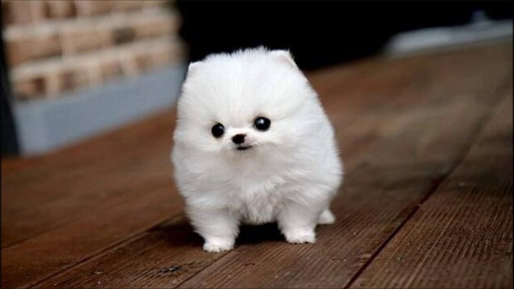 สุนัขตัวเล็ก