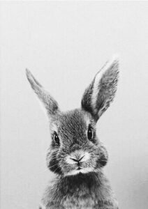 กระต่ายกระตุกจมูก
