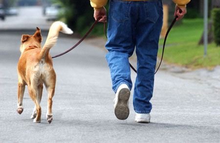 การเดินกับสุนัข