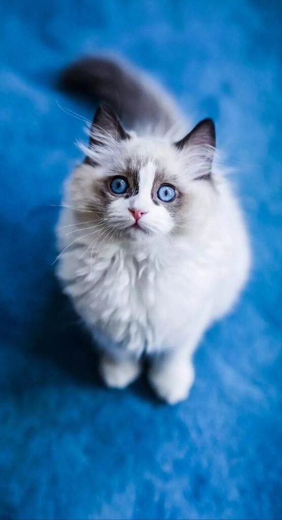 ดวงตาแมว