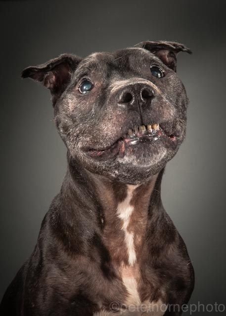 สุนัขไม่มีฟัน