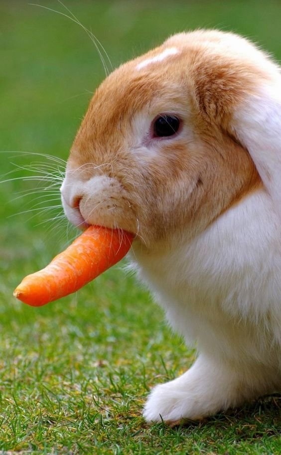 แครอทกับกระต่าย