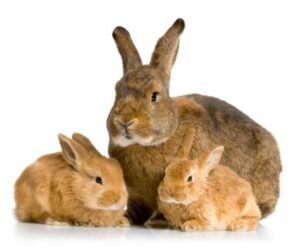 กระต่ายและหนูตะเภา