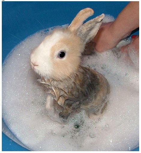 กระต่ายเปียกน้ำ