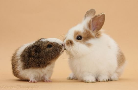 กระต่ายกับหนูตะเภา