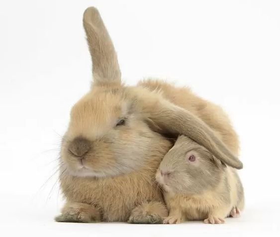 กระต่ายกับหนูตะเภา