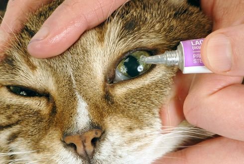 ยาหยอดตาแมว