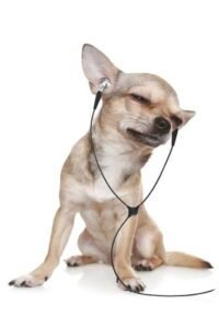สุนัขชอบฟังเพลง