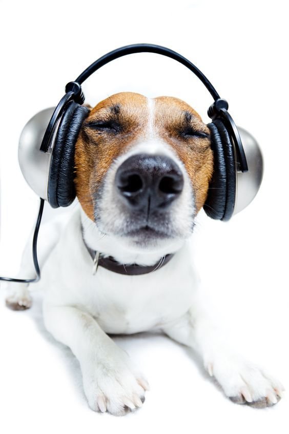 สุนัขชอบฟังเพลง