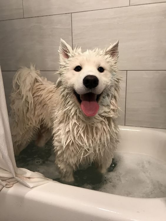 สุนัขอาบน้ำ